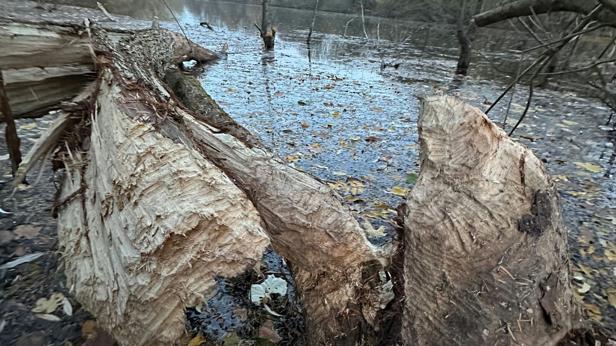 Der Biber an der Groov hat einen Baum gefällt.