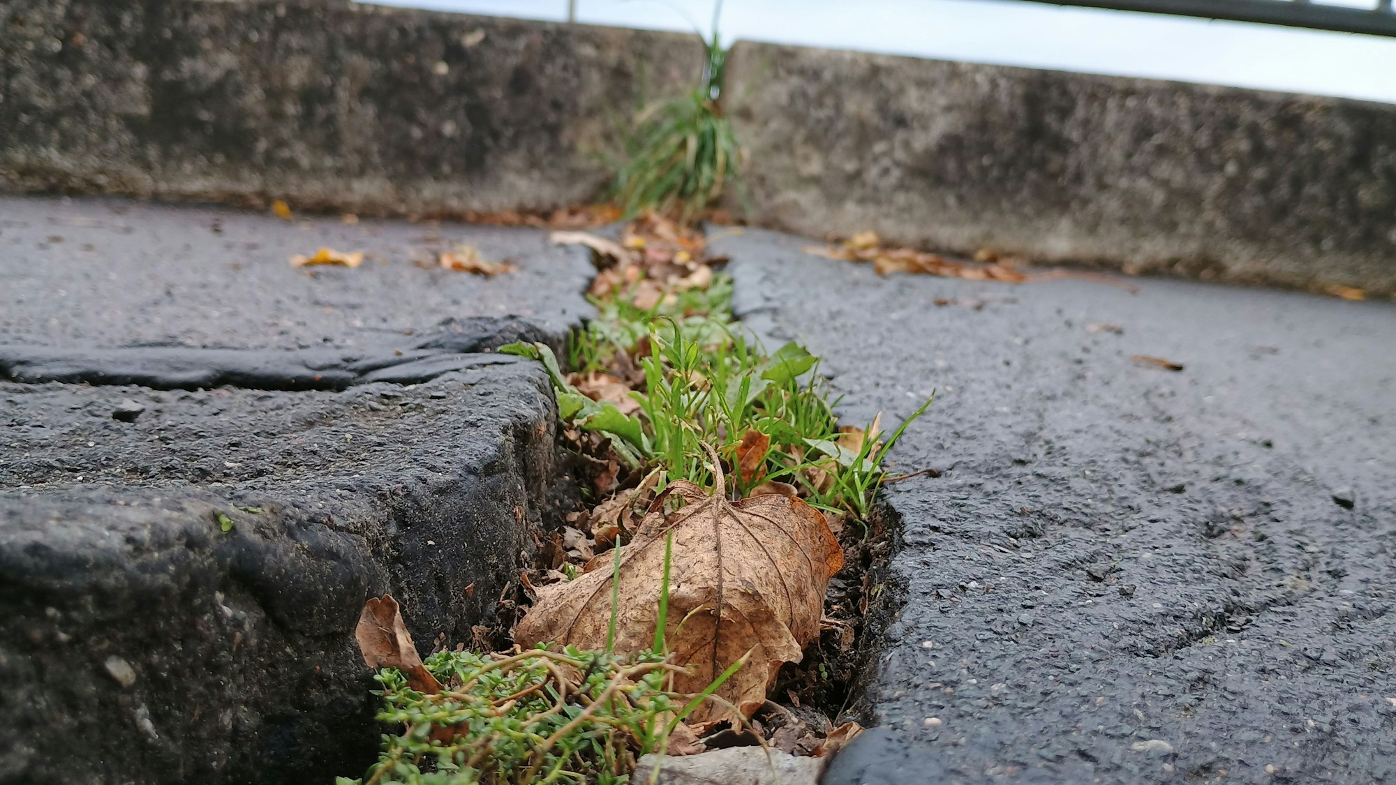 Auf dem Bild ist eine kleine Spalte im Gehweg zu sehen, aus der Unkraut wächst.