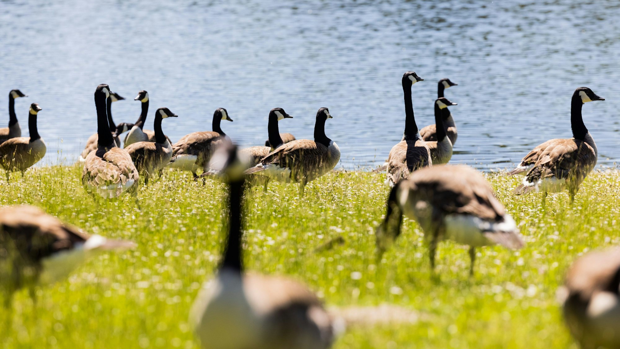 Kanadagänse am Decksteiner Weiher