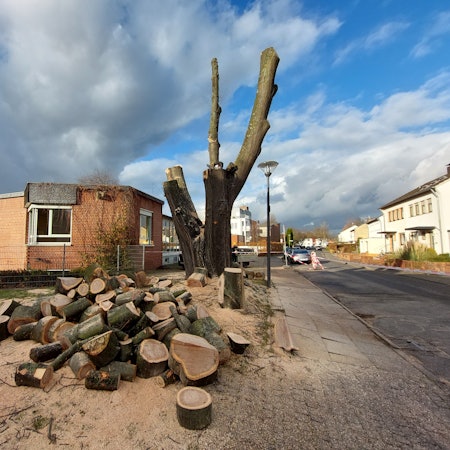 Die Reste eines großen und alten Baums stehen an einer Straße. Im Vordergrund liegen die in Stücke geschnittenen Äste.