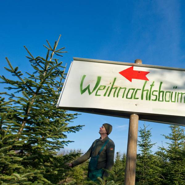 Ein Schild weist den Verkauf von Weihnachtsbäumen aus. Dahinter ragen Tannen in den Himmel.