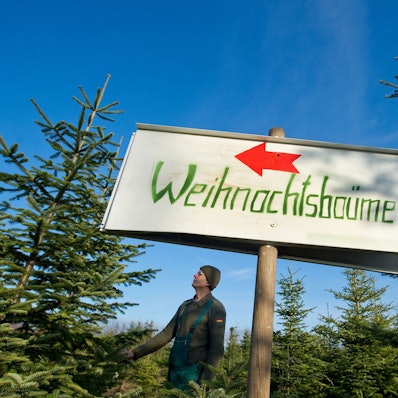 Ein Schild weist den Verkauf von Weihnachtsbäumen aus. Dahinter ragen Tannen in den Himmel.