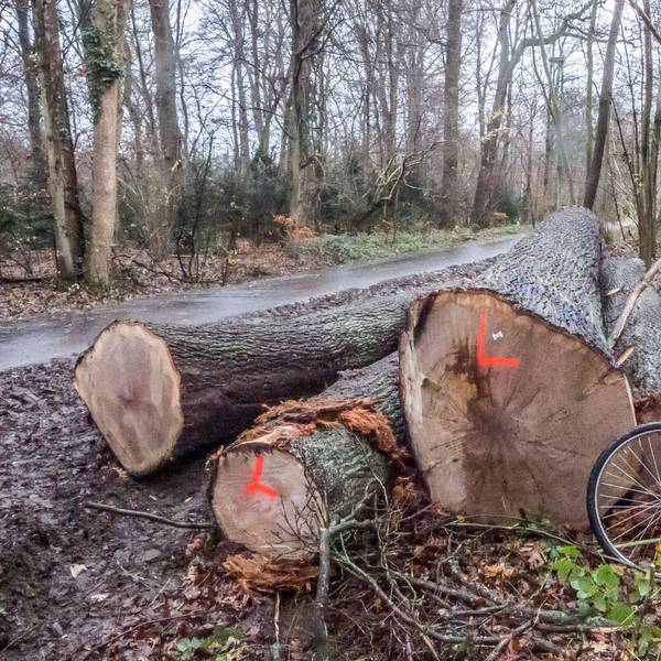 Die Rodungssaison imm Bürgerbusch hat wieder eingesetzt. Foto: Ralf Krieger