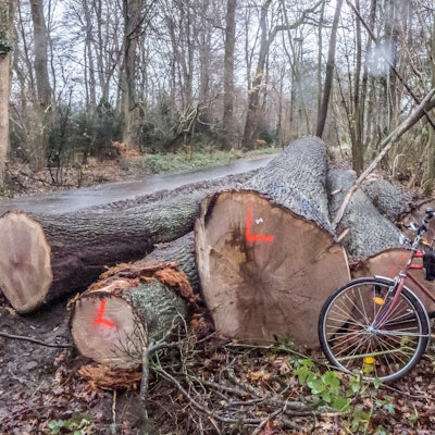 Die Rodungssaison imm Bürgerbusch hat wieder eingesetzt. Foto: Ralf Krieger
