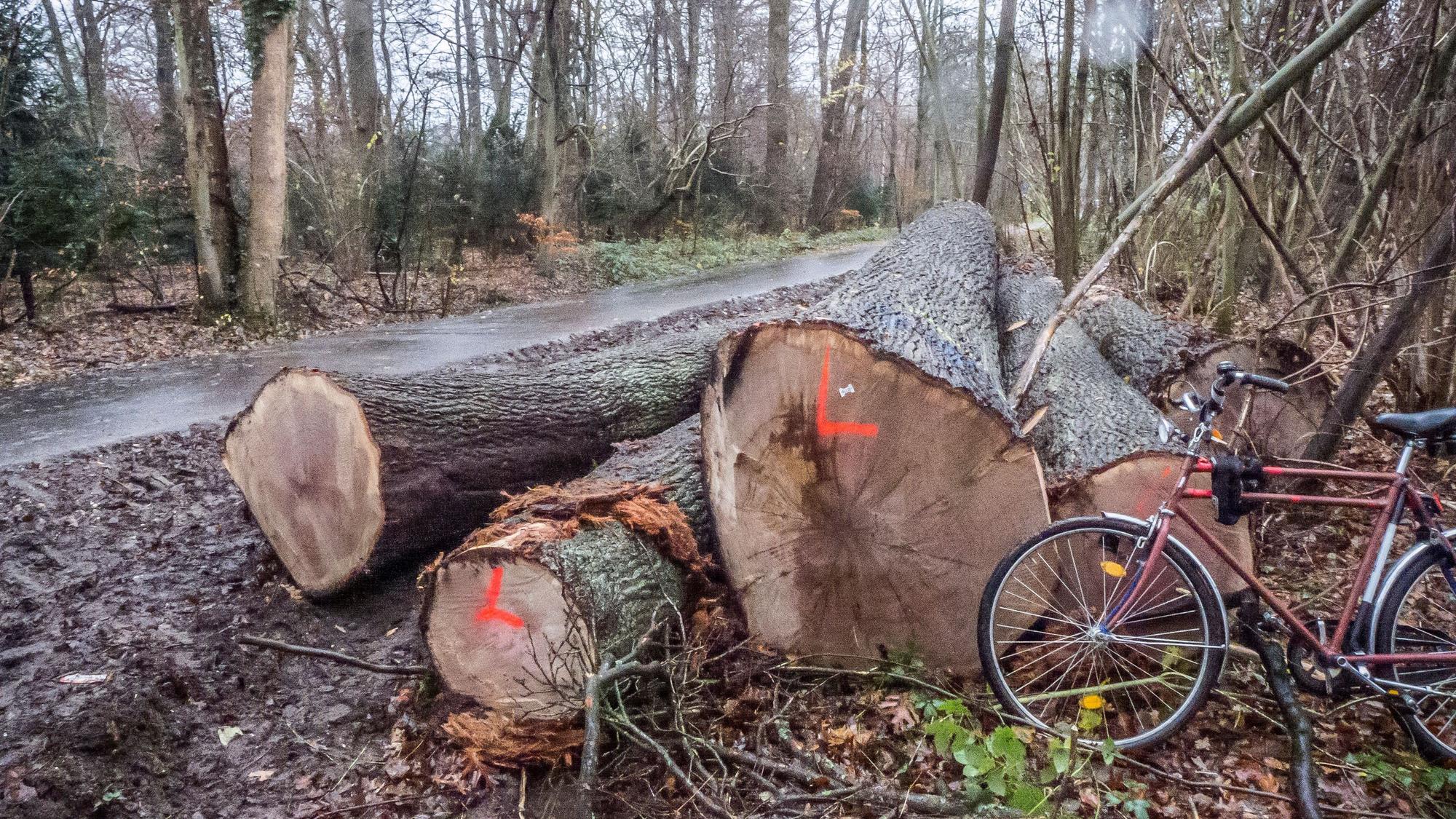 Die Rodungssaison imm Bürgerbusch hat wieder eingesetzt. Foto: Ralf Krieger