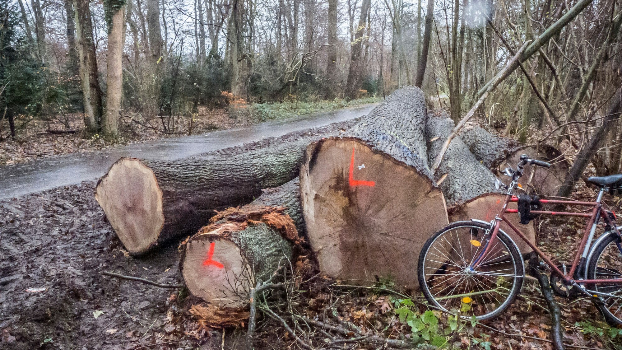 Die Rodungssaison imm Bürgerbusch hat wieder eingesetzt. Foto: Ralf Krieger