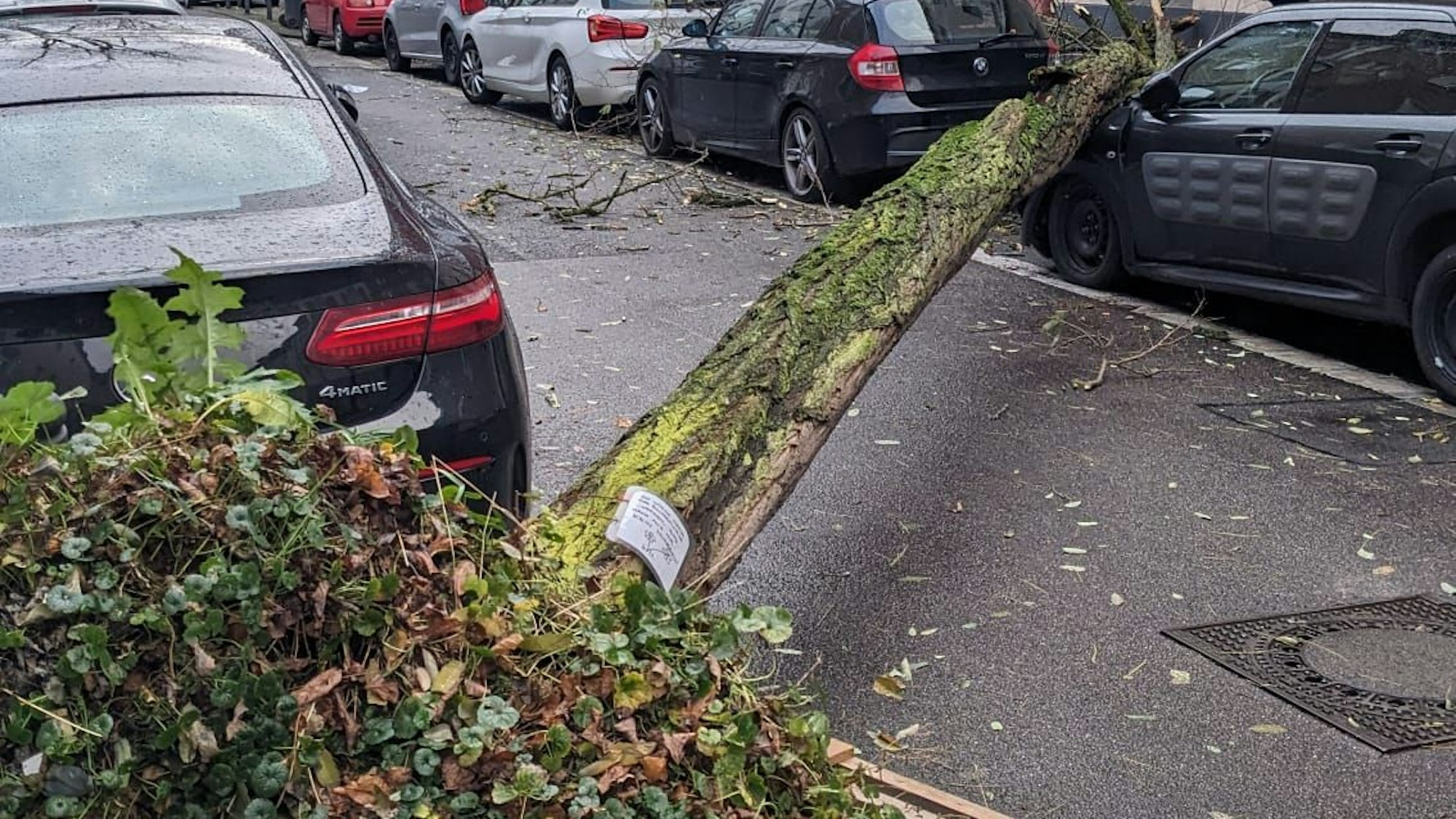 Blick auf eine Straße, über die sich der umgestürzte Baum erstreckt. Der Baum liegt teilweise auch auf der Motorhaube eines geparkten Autos.