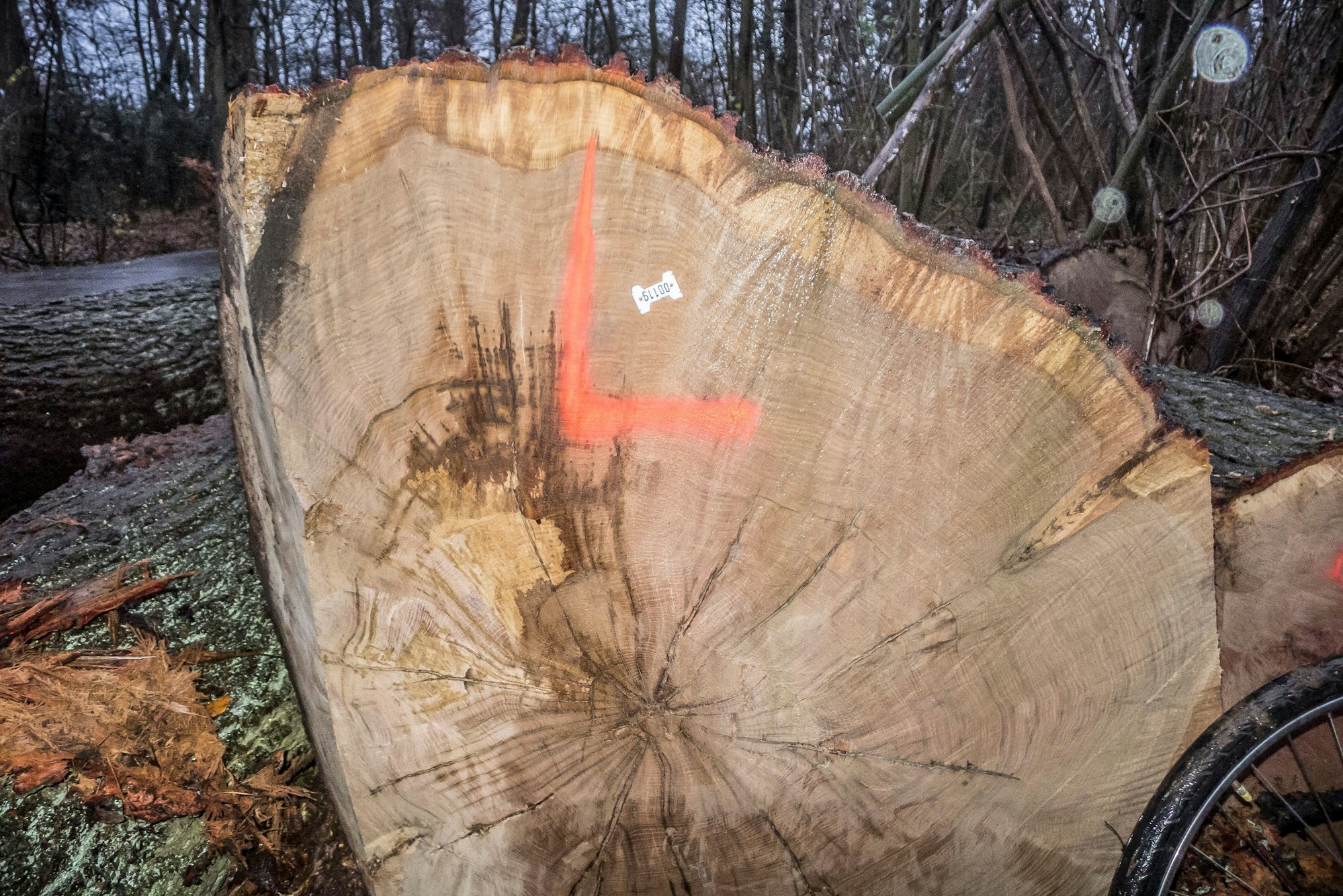 Die Rodungssaison imm Bürgerbusch hat wieder eingesetzt. Foto: Ralf Krieger