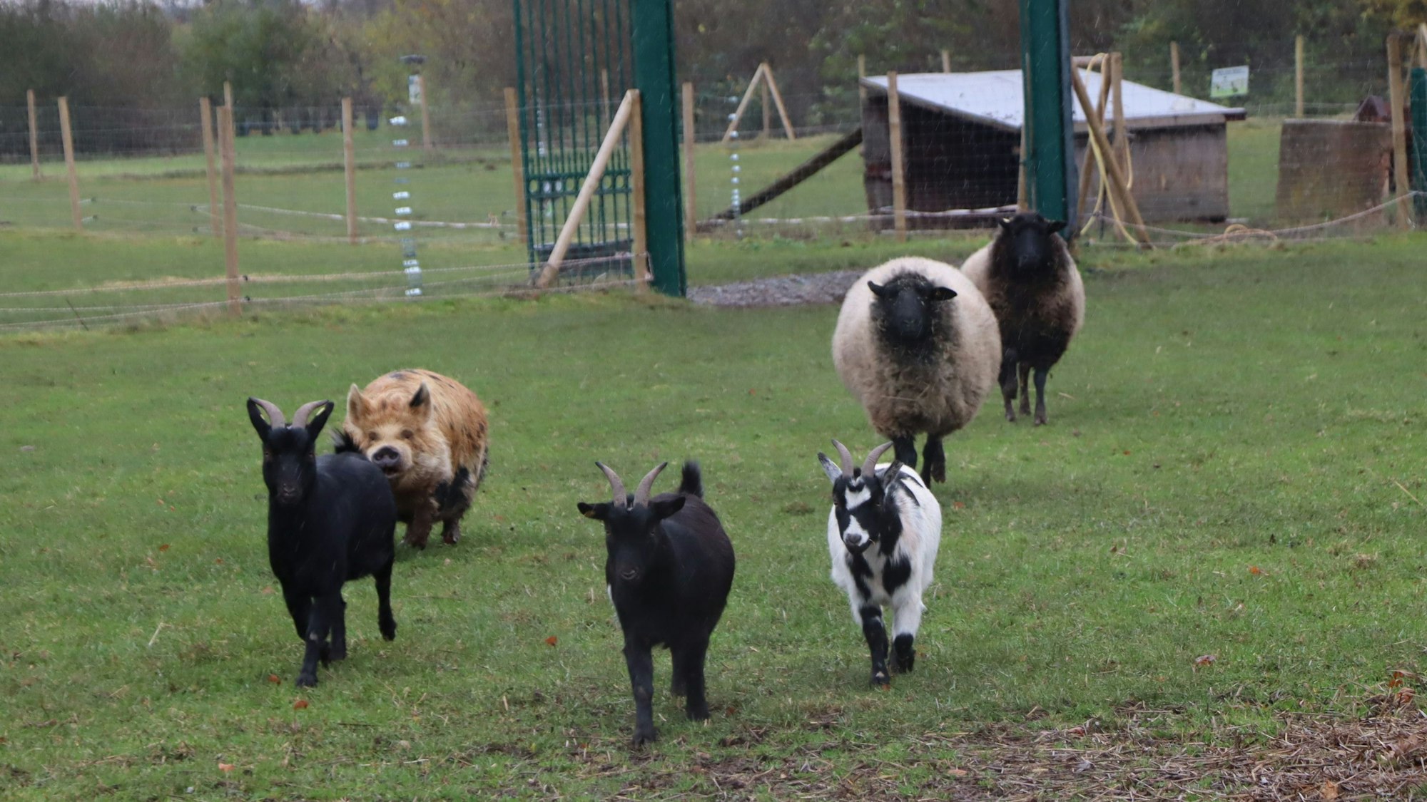 Das Bild zeigt eine Wiese mit Tieren.