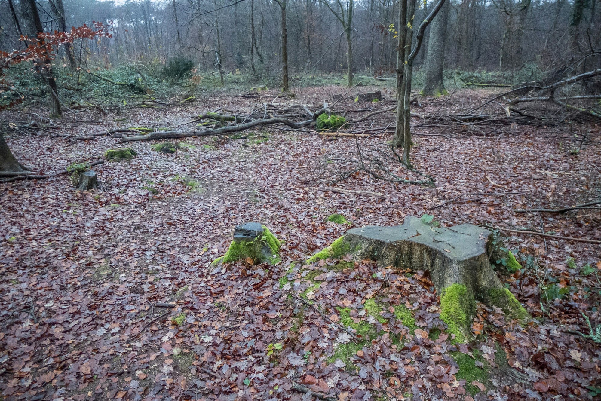 Die Rodungssaison imm Bürgerbusch hat wieder eingesetzt. Foto: Ralf Krieger