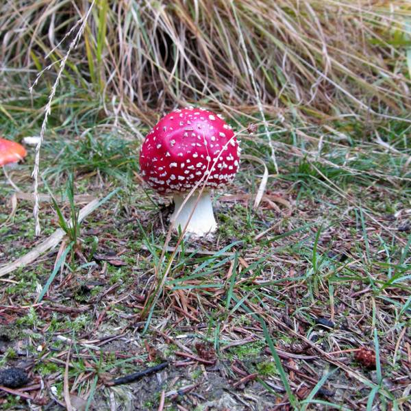 Ein Fliegenpilz.