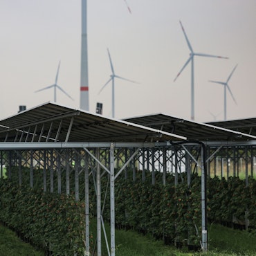 Himbeeren wachsen unter einer Agri-Photovoltaikanlage von RWE am Tagebau Garzweiler. Am Rand des Braunkohletagebau Garzweiler hat der Energiekonzern RWE eine Solaranlage vorgestellt unter der Landwirtschaft betrieben wird.