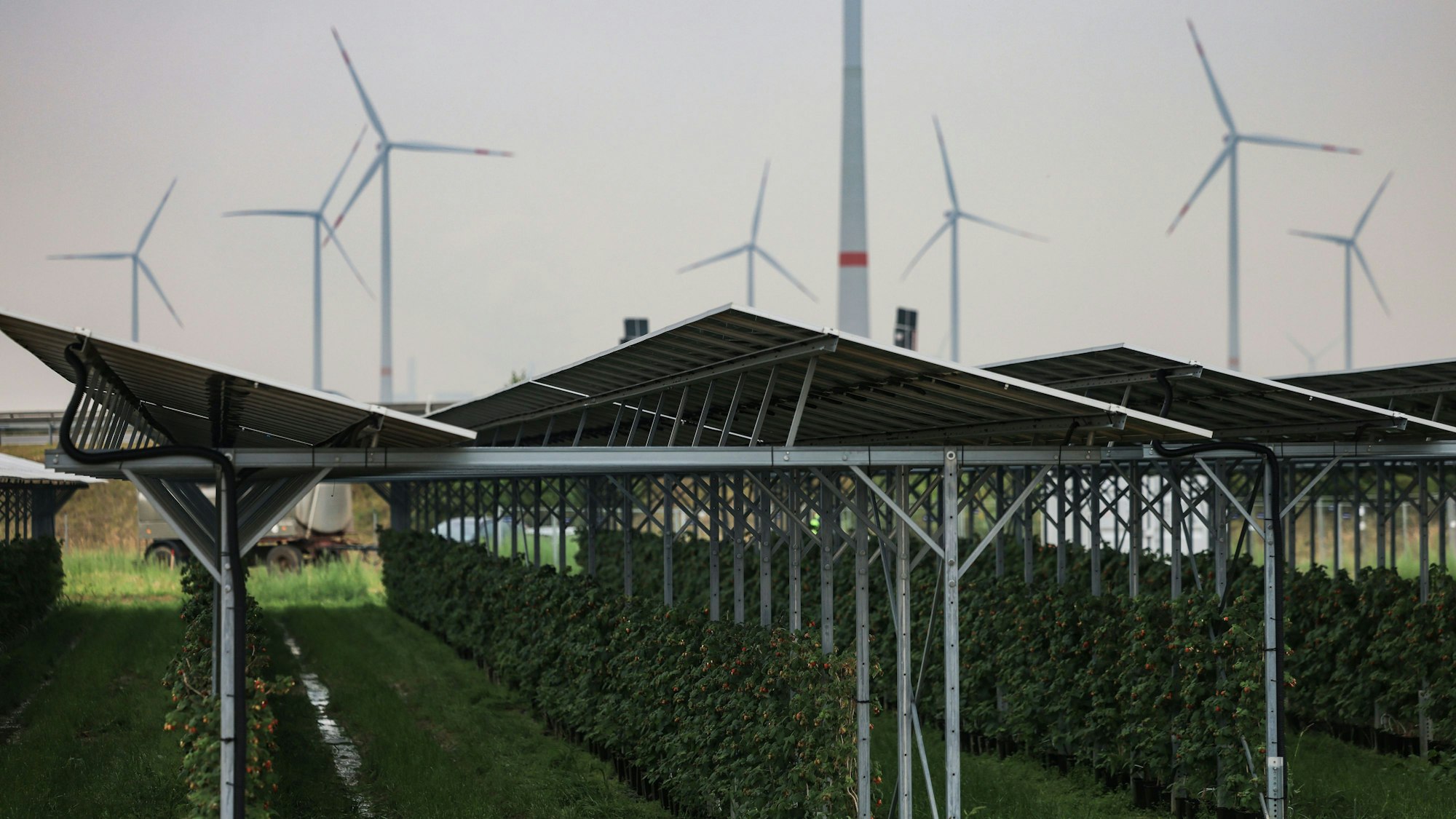 Himbeeren wachsen unter einer Agri-Photovoltaikanlage von RWE.
