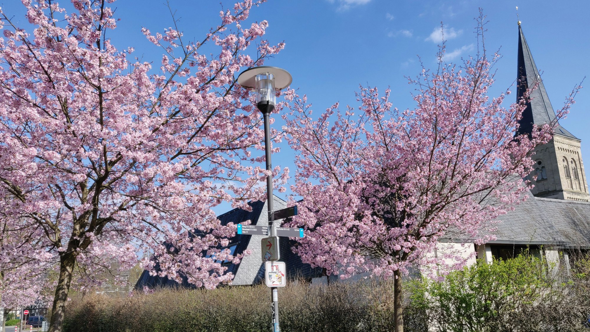 Blühende Kirschbäume am Wupperbegleitweg an der evangelischen Kirche Leichlingen.