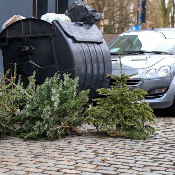 Das Foto zeigt alte Weihnachtsbäume neben einer Mülltonne.