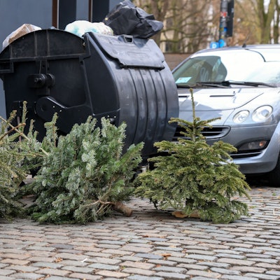 Das Foto zeigt alte Weihnachtsbäume neben einer Mülltonne.
