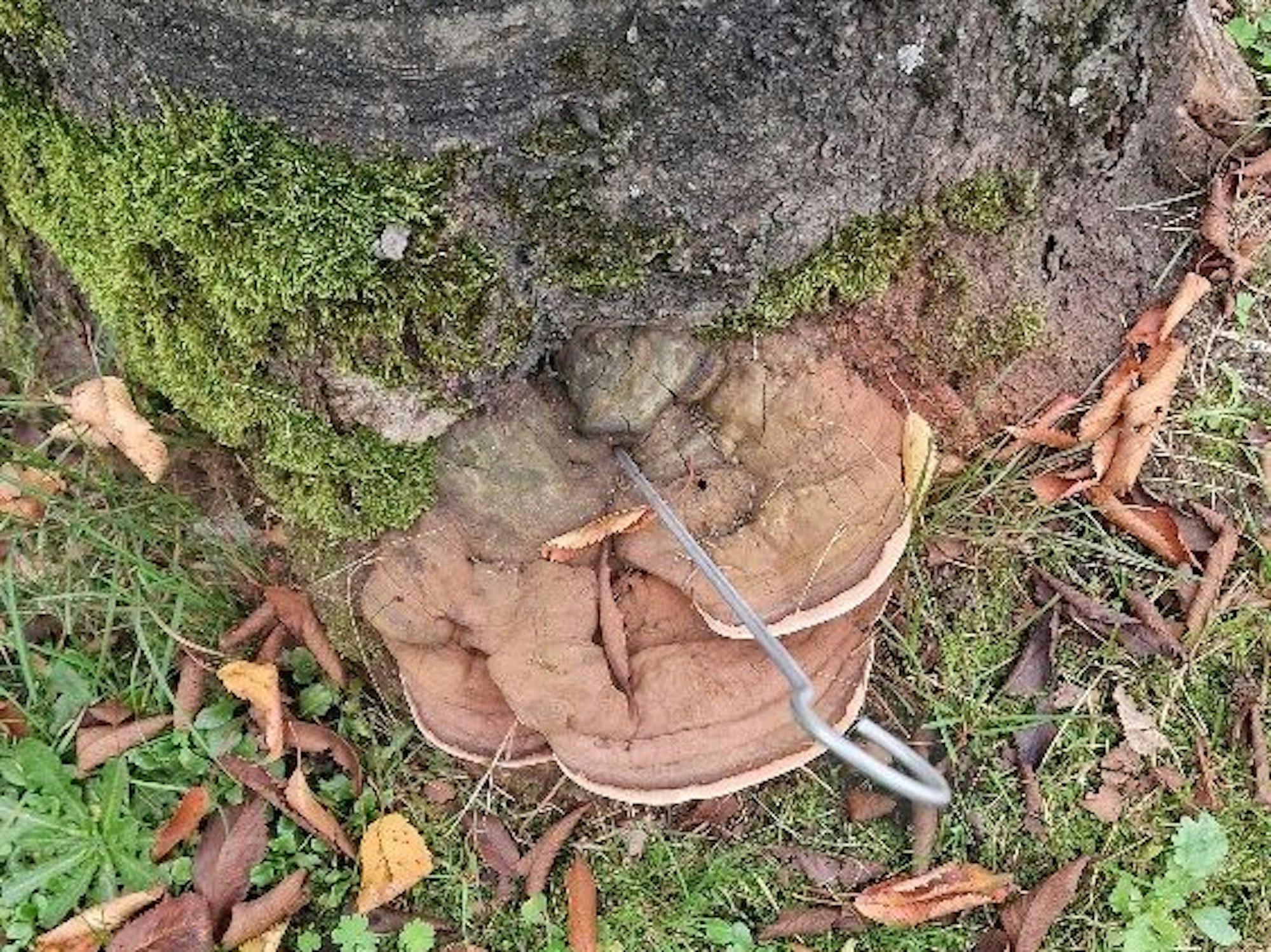 Verfaulter Kirschbaum Leichlingen Dezember 2024