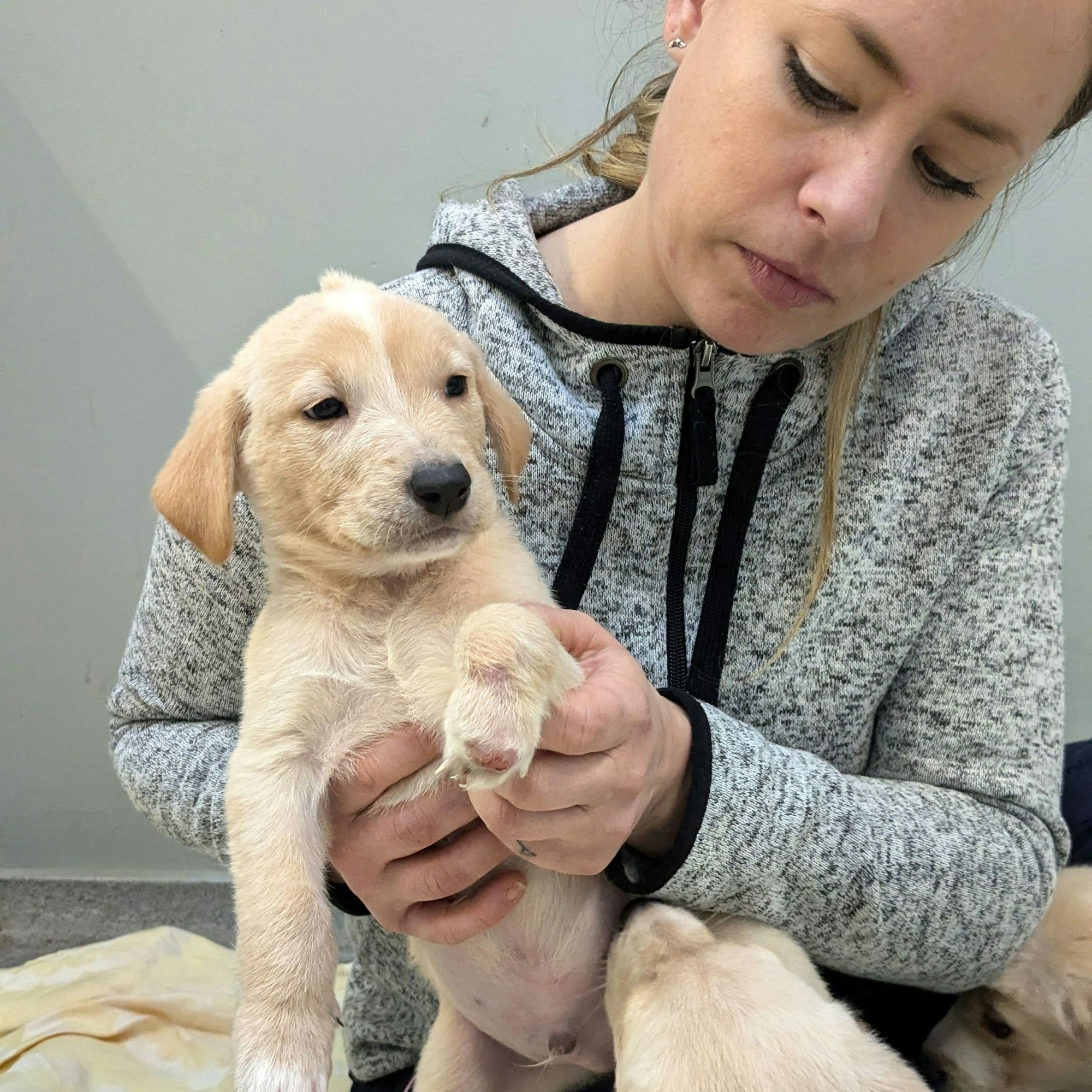 Tierheim-Mitarbeiterin Jana Goebel schaut sich die Pfote eines Hundes an.