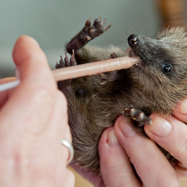 Das Bild zeigt einen kleinen Igel, der von einem Menschen aufgepäppelt wird.