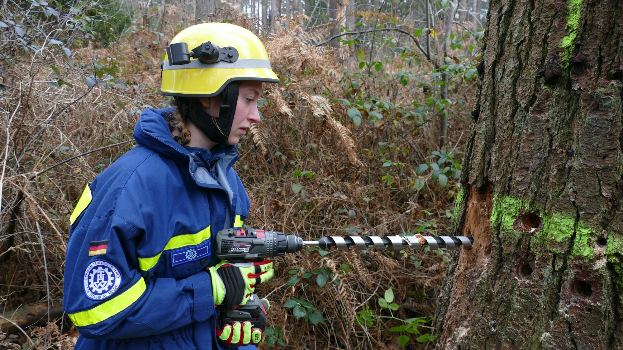 Eine junge Frau bohrt Löcher in einen Baumstamm.