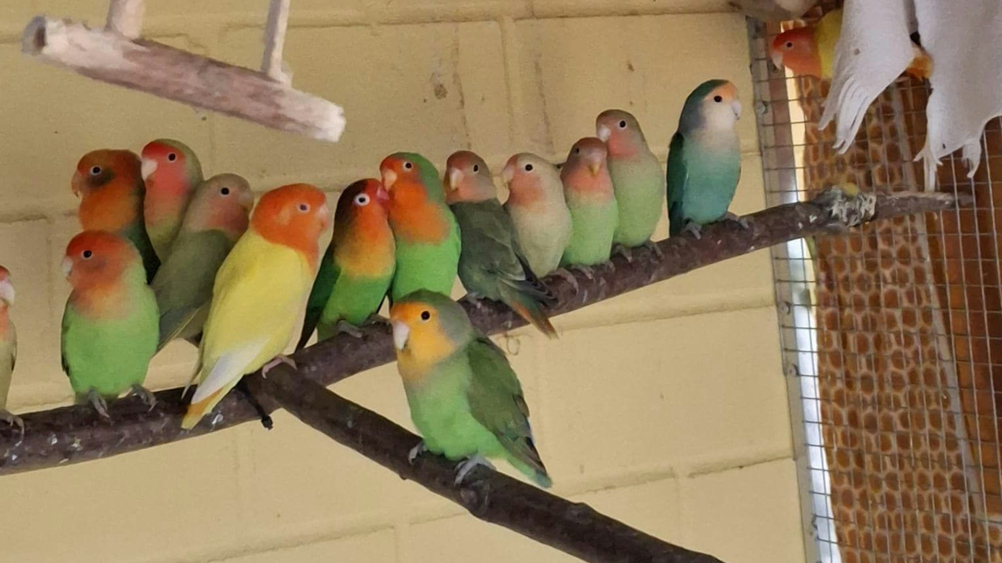 Papageien aus dem Tierheim Köln Dellbrück