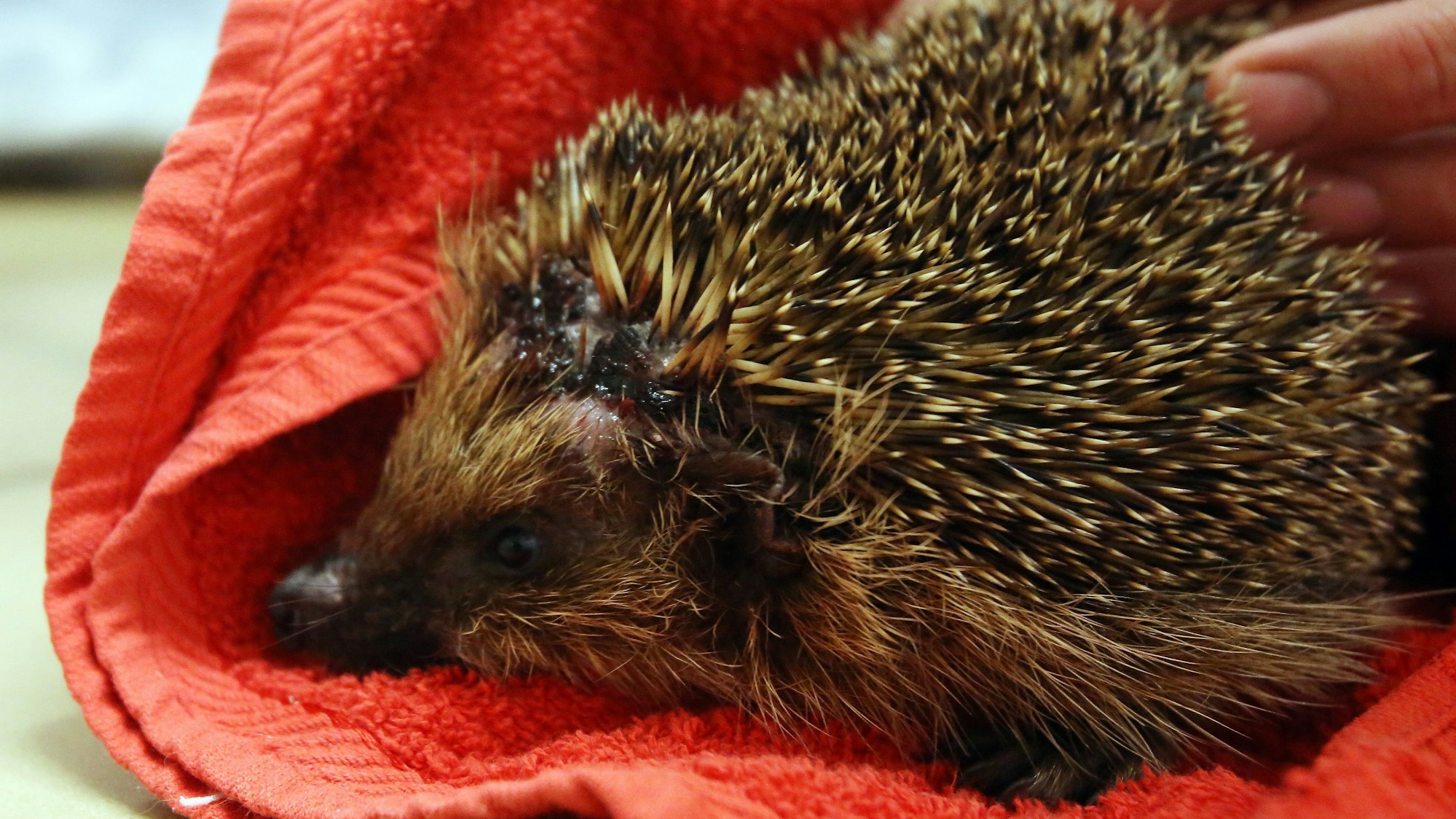 Tierheim Bergheim
Die Tierheime im Verbreitungsgebiet sind voll mit Igeln, die von den modernen Mährobotern schwer verletzt wurden.