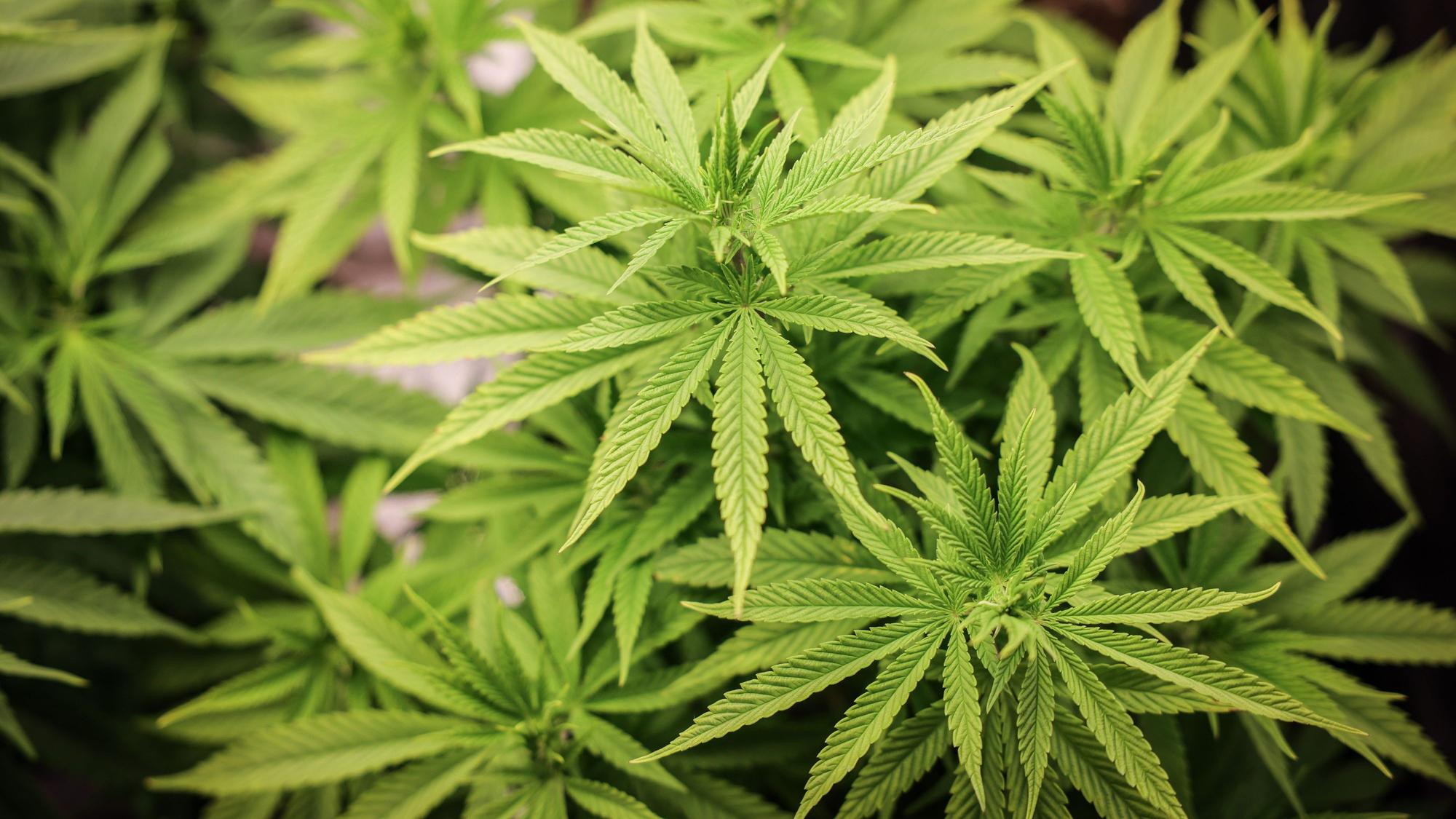 Cannabispflanzen (circa 4 Wochen alt) in ihrer Wachstumsphase stehen unter künstlicher Beleuchtung in einem Privatraum.