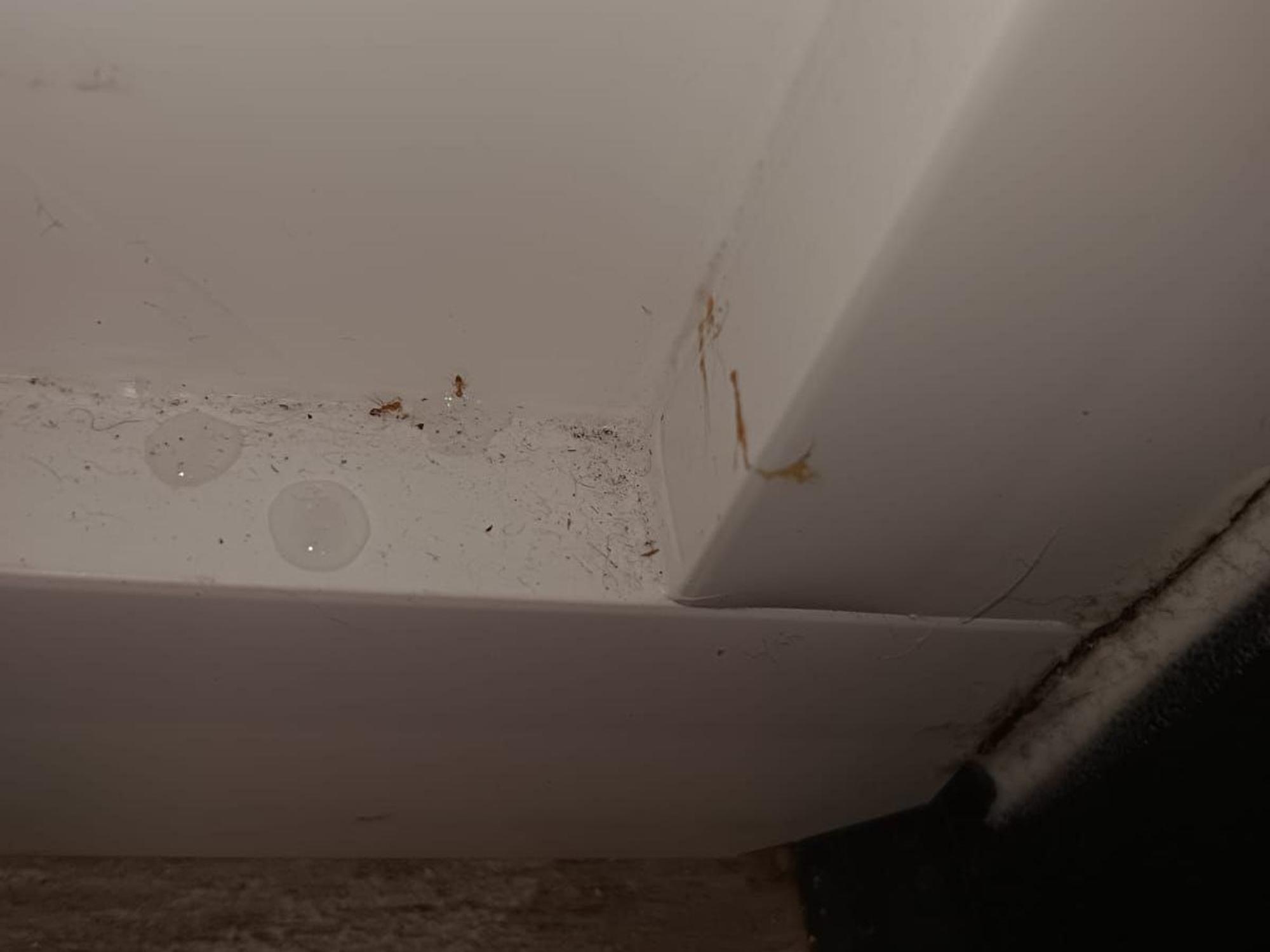 Ameisen im Hochhaus in Steinbüchel, Albert-Schweitzer-Straße