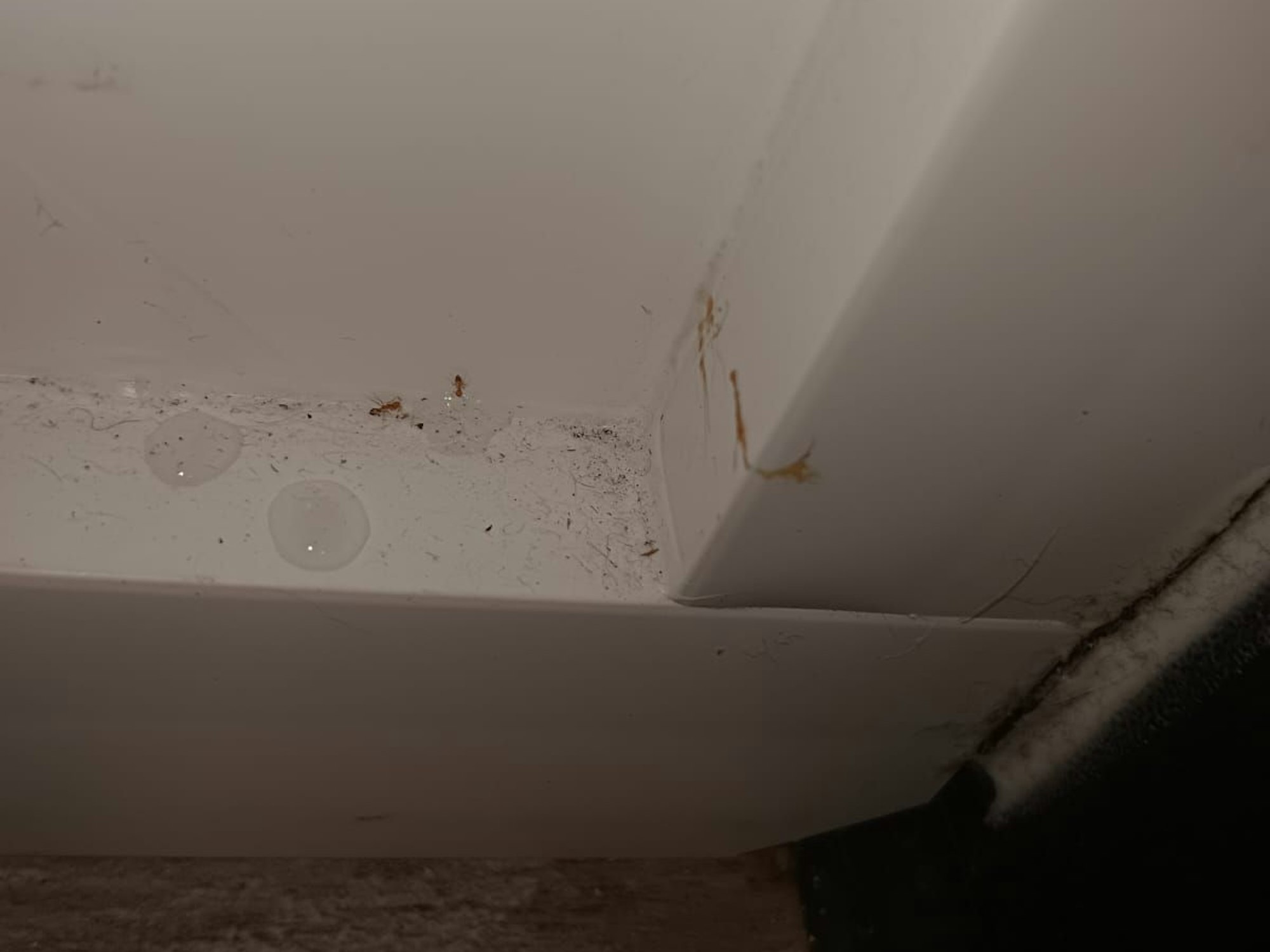 Ameisen im Hochhaus in Steinbüchel, Albert-Schweitzer-Straße