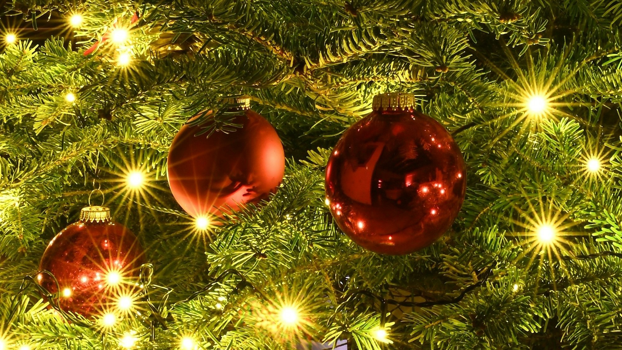 Rote Weihnachtskugeln hängen an einem Tannenbaum.