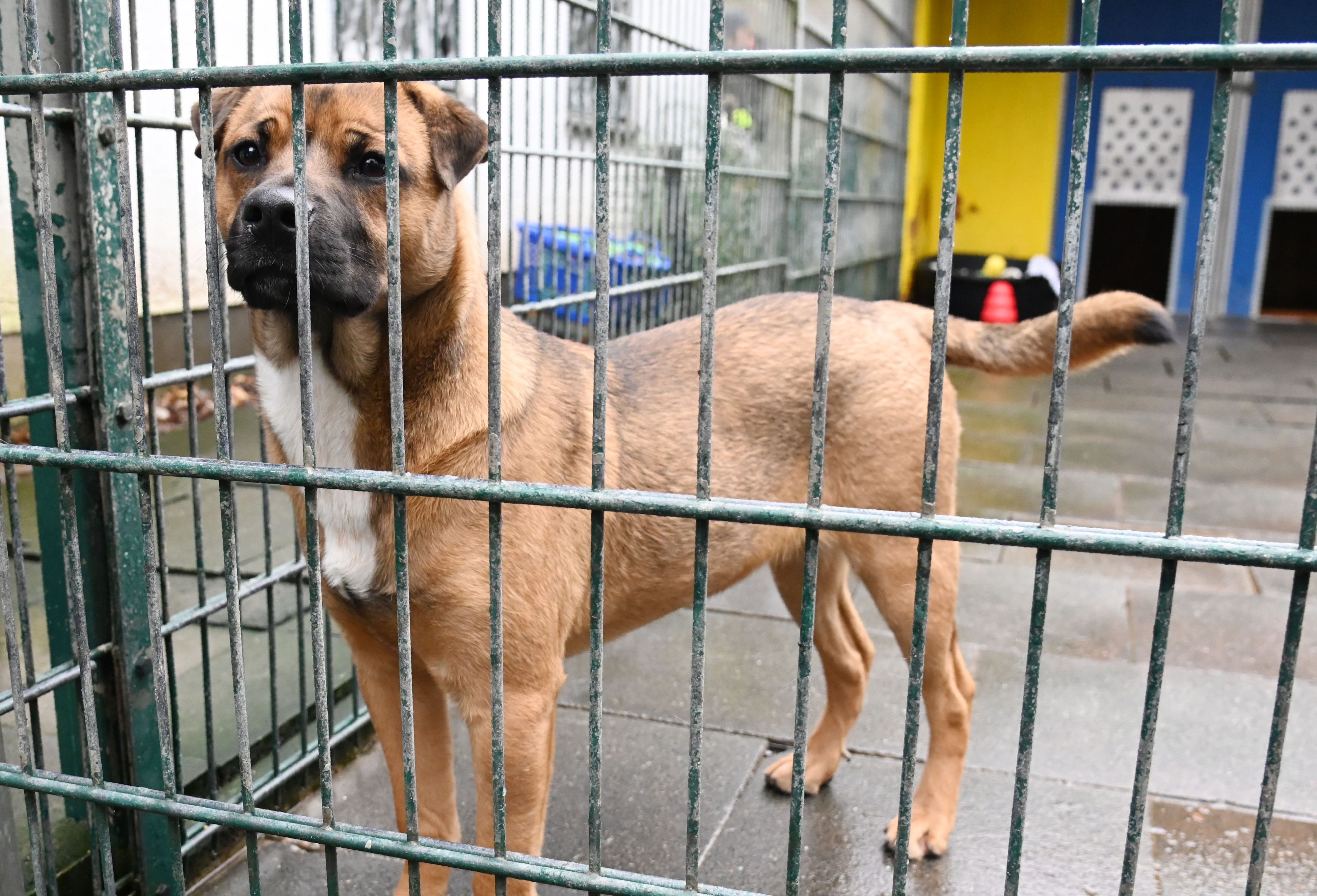 Hund im Konrad-Adenauer-Tierheim in Köln-Zollstock (Archivbild). Die Tierheime benötigen dringend mehr Geld.