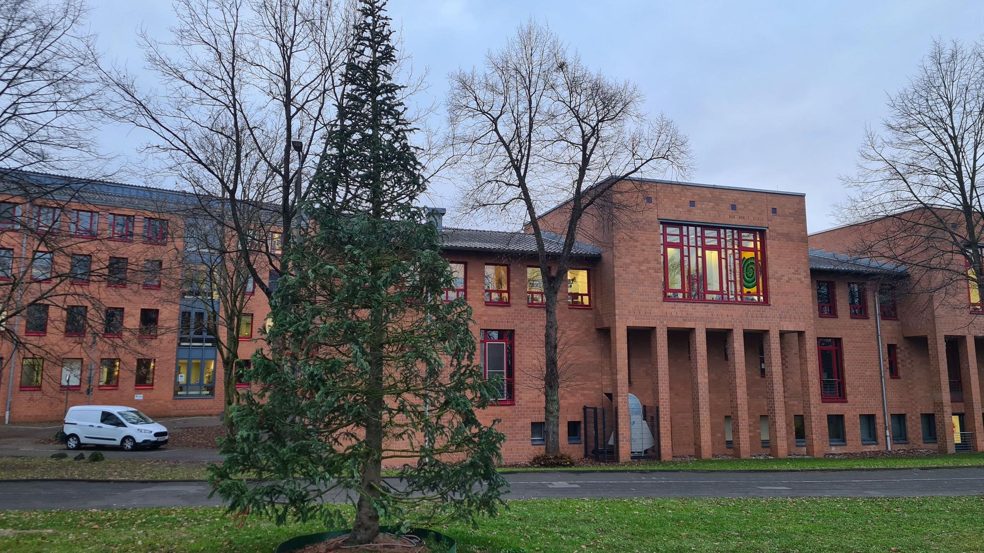 Eine Tanne steht vor dem Bergheimer Kreishaus.