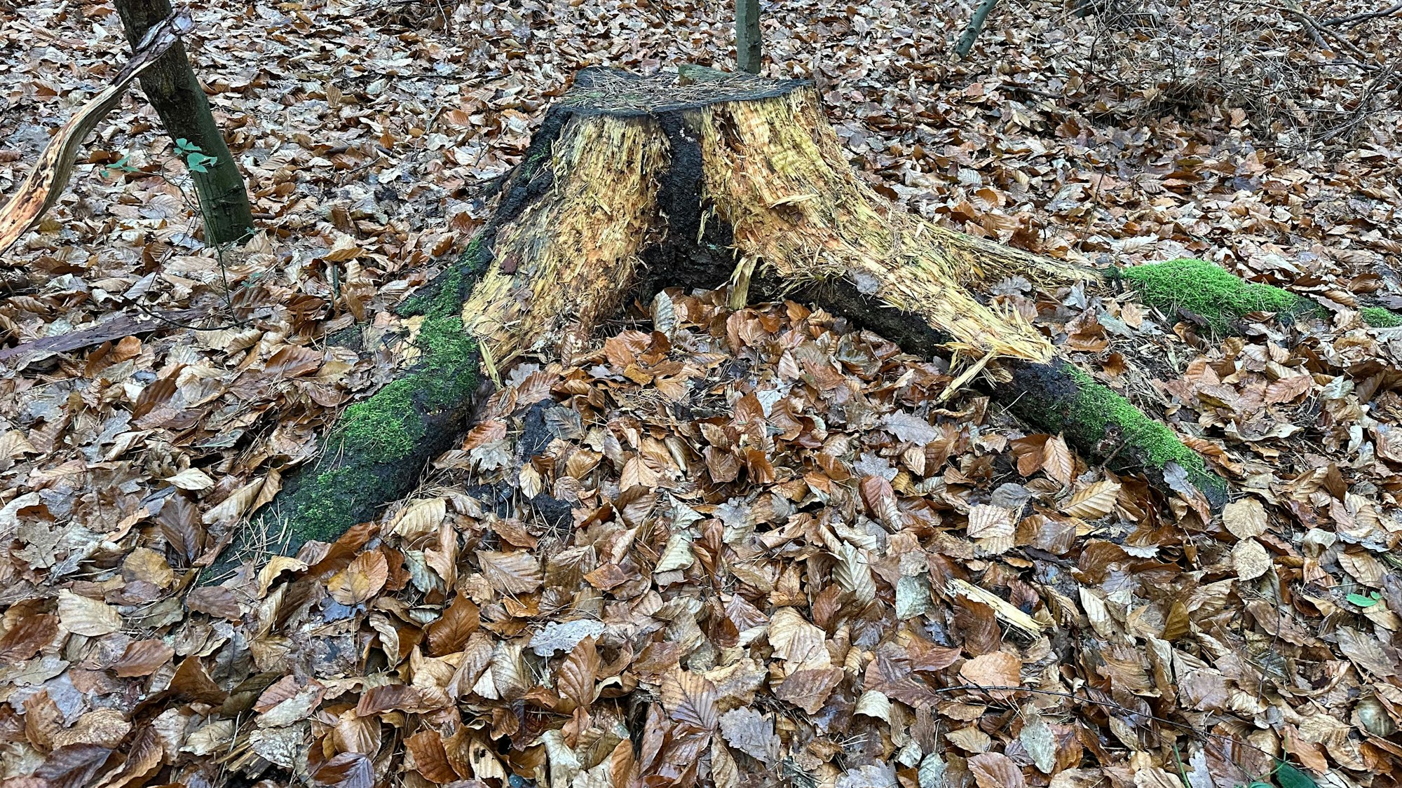 Ein alter Wurzelstock als Wasserspeicher und Lebensraum für Insekten. Wildschweine haben ihn auf der Suche nach tierischen Eiweiß angeknabbert.