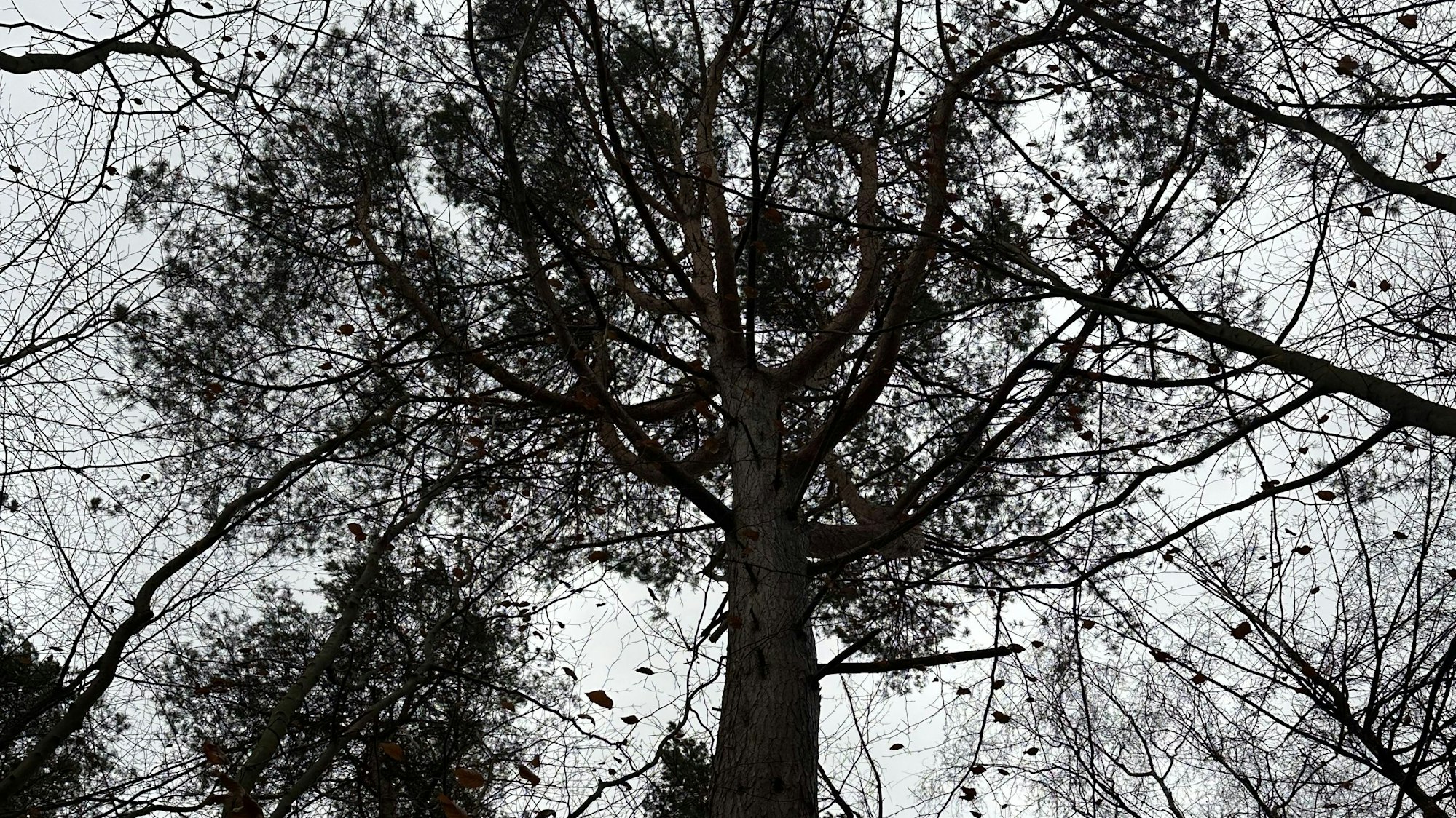 Die verästelte Baumkrone der Kiefer, die ein Habitatbaum im Pleiser Wald in Sankt Augustin ist.