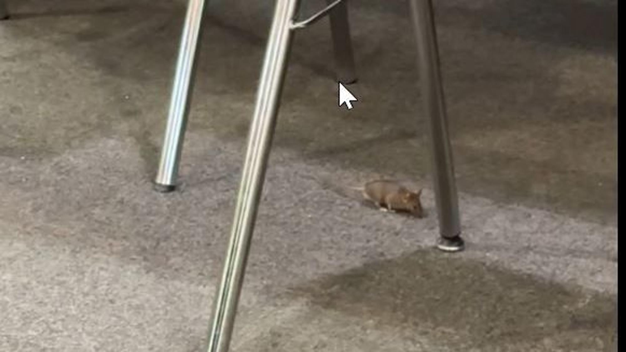 Eine Maus flitzt unter einem Stuhl herum: In der Universitäts- und Stadtbibliothek sichten Studierende regelmäßig Mäuse beim Lernen.