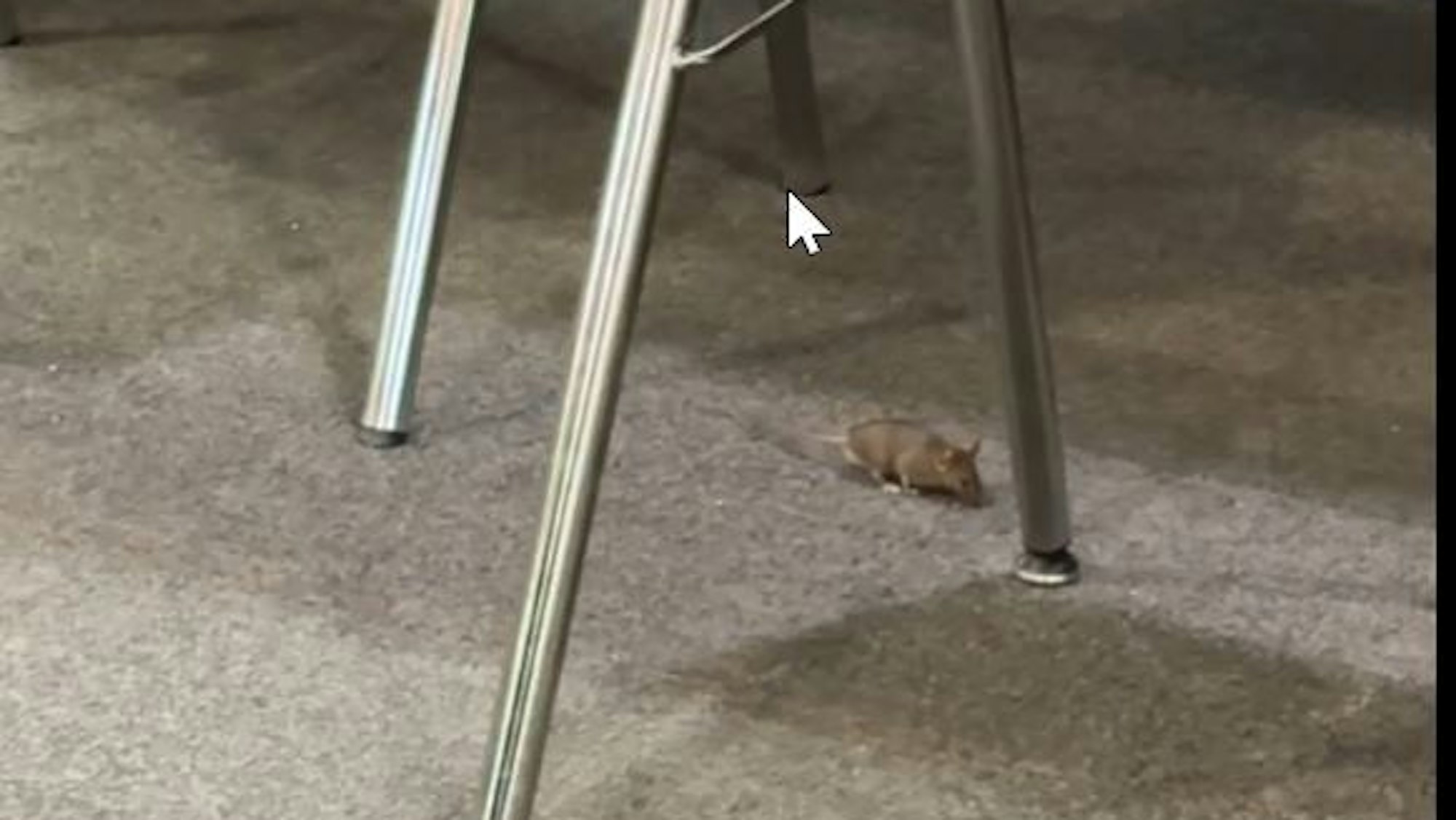 Eine Maus flitzt unter einem Stuhl herum: In der Universitäts- und Stadtbibliothek sichten Studierende regelmäßig Mäuse beim Lernen.