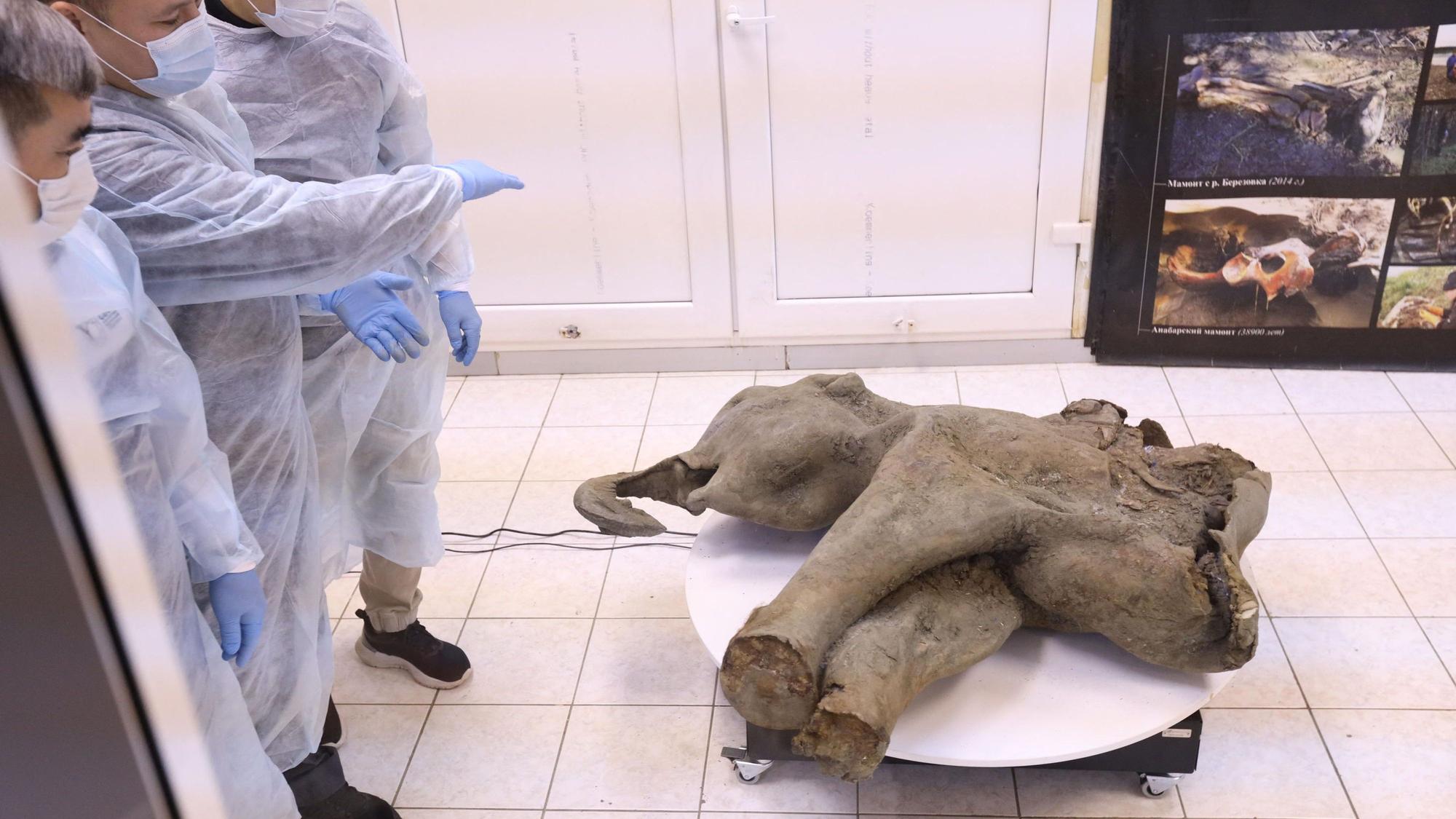 Der Kadaver eines Mammutbabys, dessen Alter auf über 50.000 Jahre geschätzt wird.