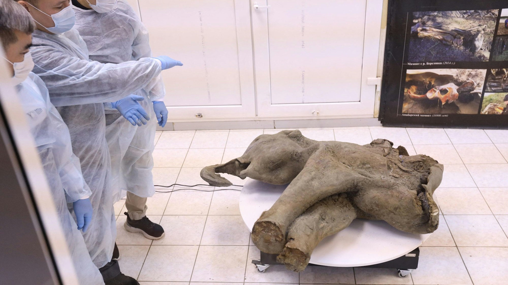 Der Kadaver eines Mammutbabys, dessen Alter auf über 50.000 Jahre geschätzt wird.