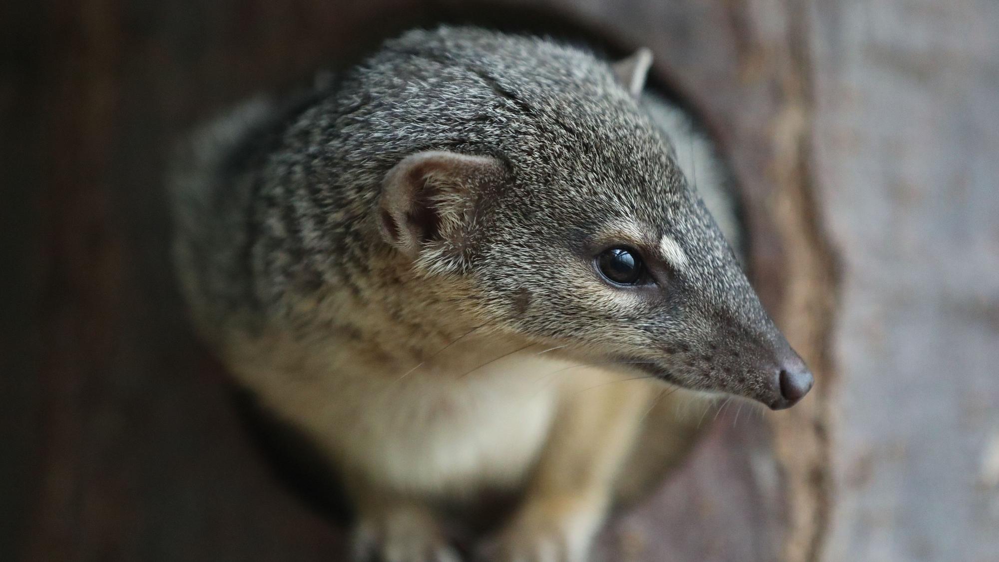 Schmalstreifenmungo „Ariary“ ist neu im Kölner Zoo.