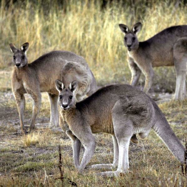 Kängurus gehören zu den einheimischen Tieren in Australien. (Archivbild)