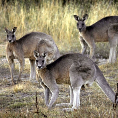 Kängurus gehören zu den einheimischen Tieren in Australien. (Archivbild)