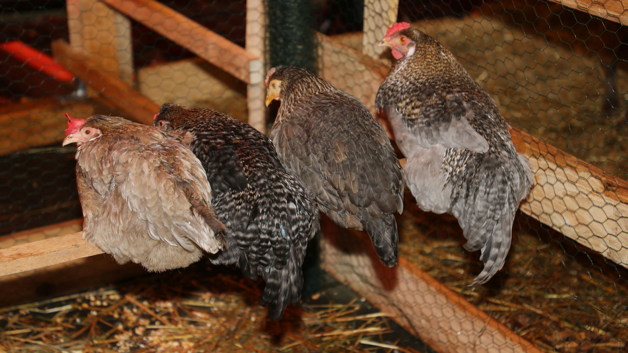 Hühner sitzen in einem Stall auf einer Stange.