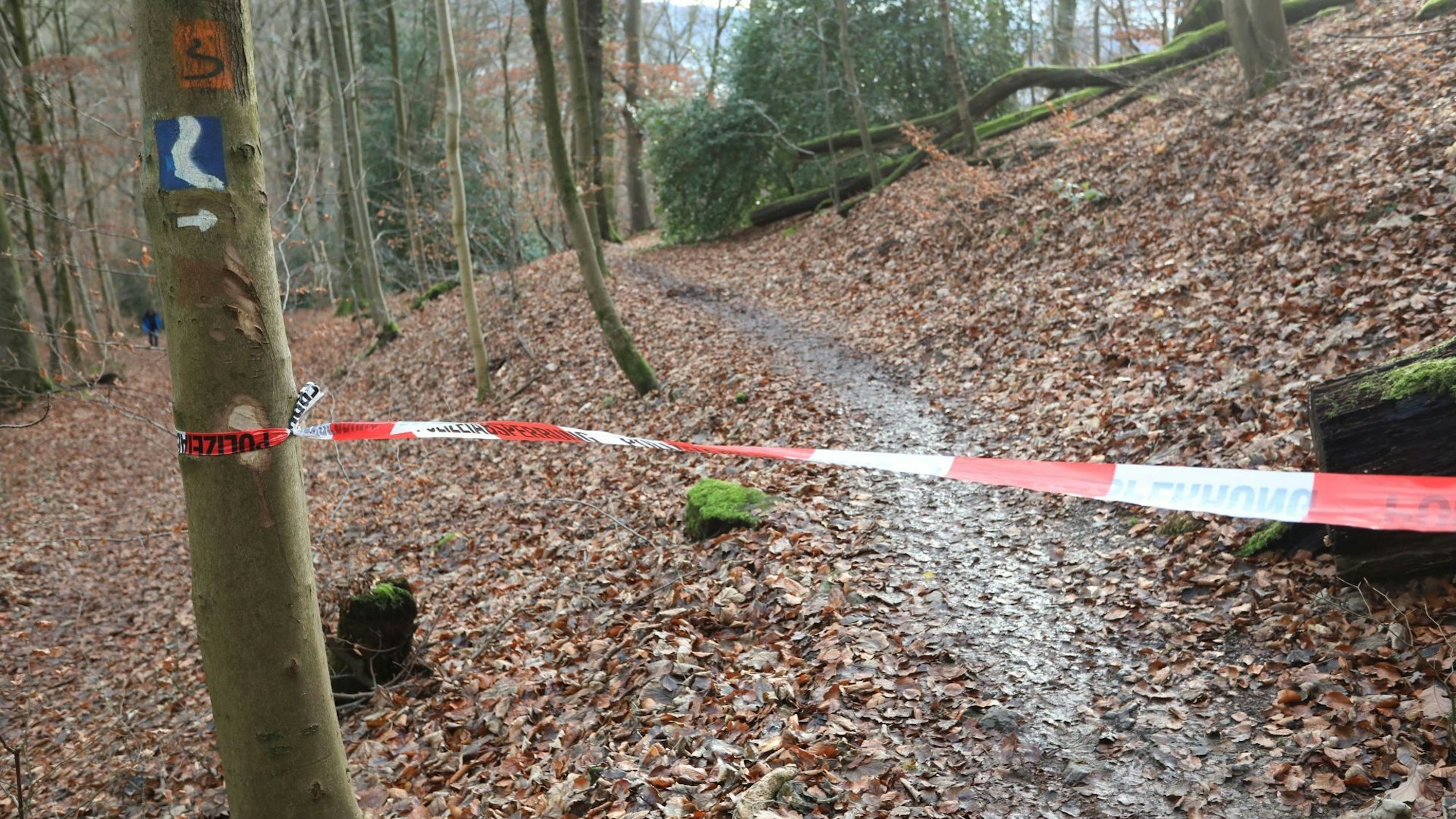 Großer Einsatz der Feuerwehr und Polizei nach Knochenfund in der Nähe des Rheinsteigs unterhalb des Drachenfelsplateaus in einem Steilhang.