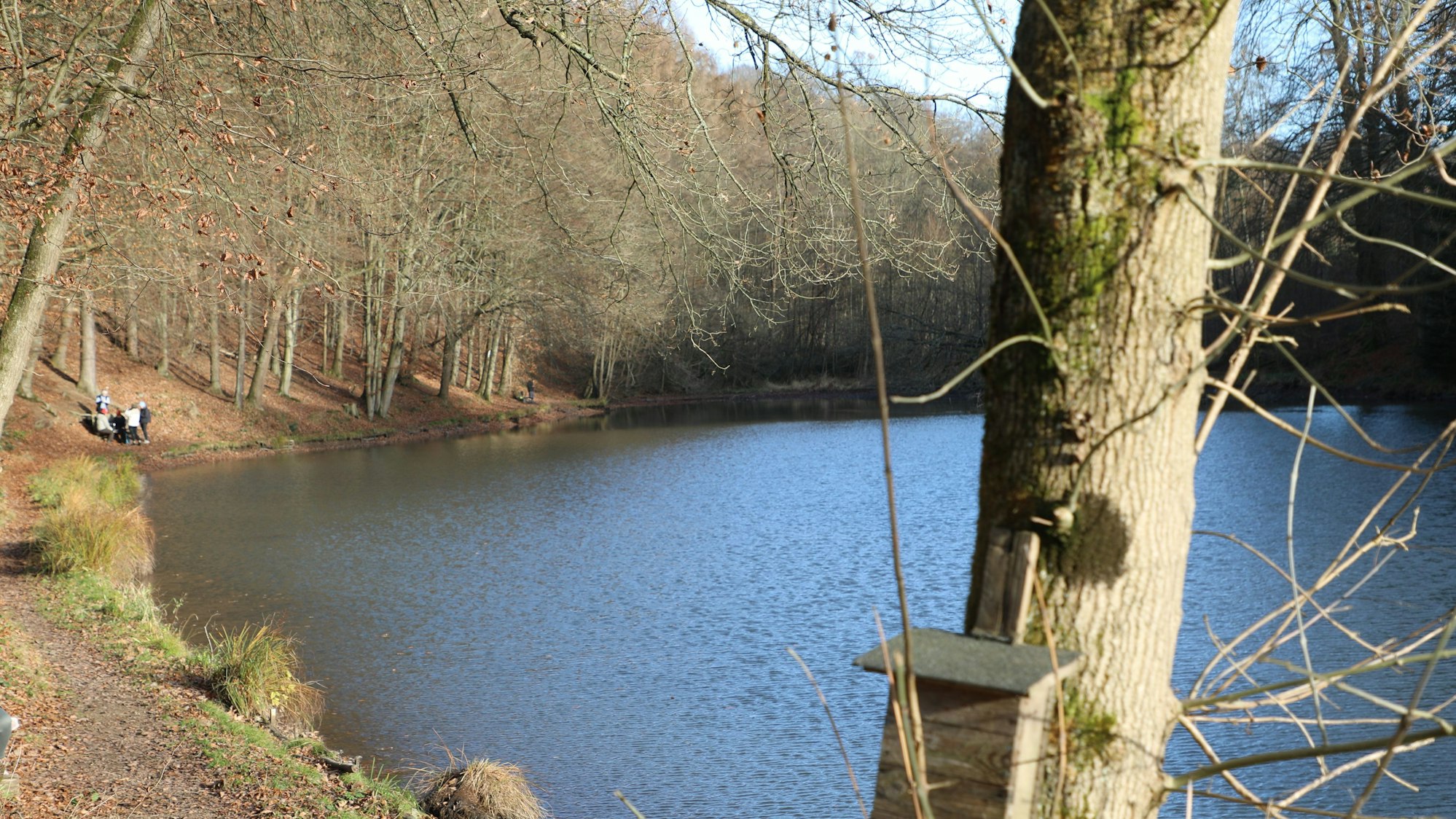 Die Sonne scheint auf den Milchborntalweiher im Wald bei Bergisch Gladbach-Moitzfeld.