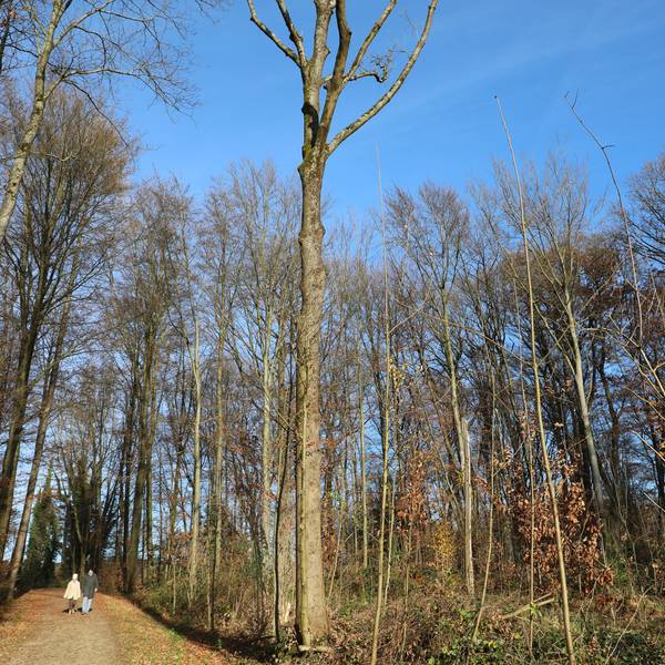 Zwei Menschen gehen durch einen winterlichen Wald. Durch die Bäume ist blauer Himmel zu sehen.