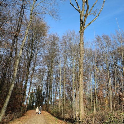 Zwei Menschen gehen durch einen winterlichen Wald. Durch die Bäume ist blauer Himmel zu sehen.