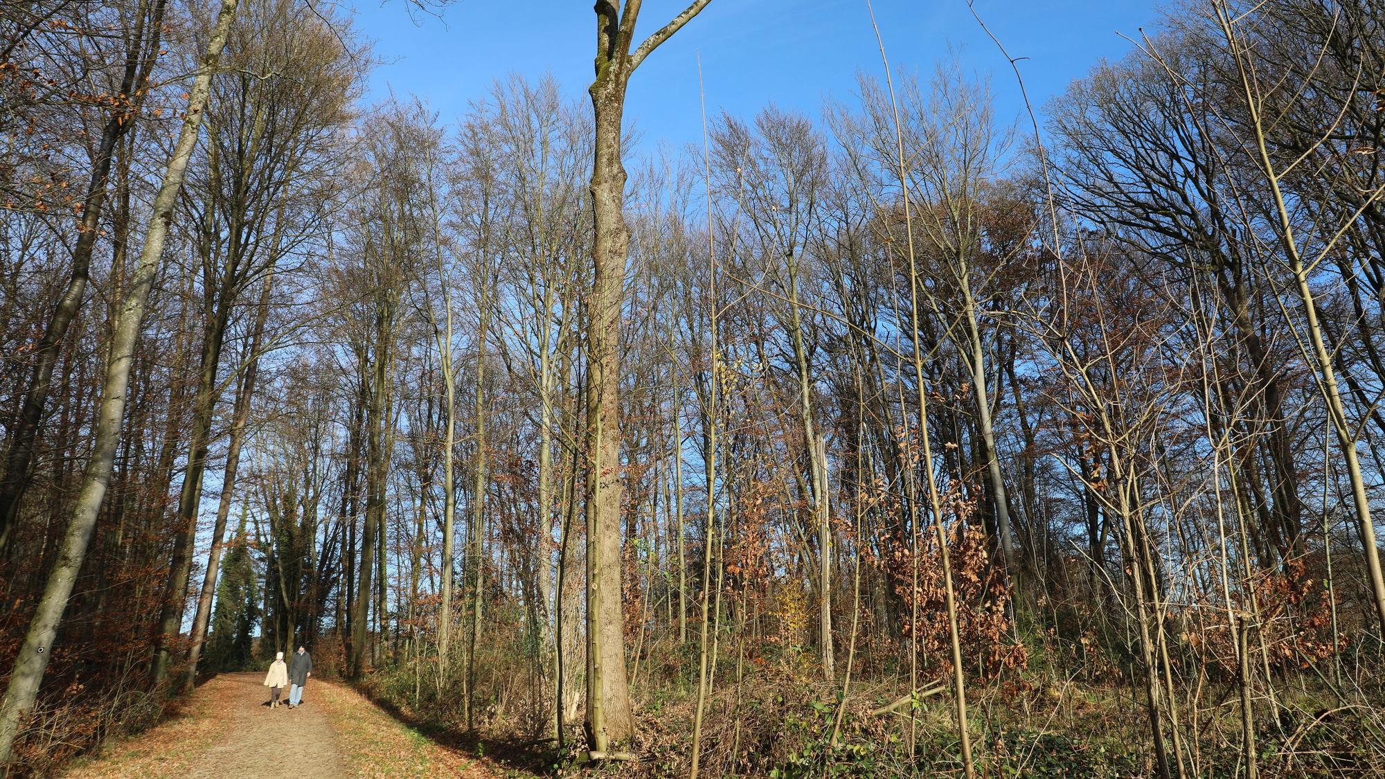 Zwei Menschen gehen durch einen winterlichen Wald. Durch die Bäume ist blauer Himmel zu sehen.