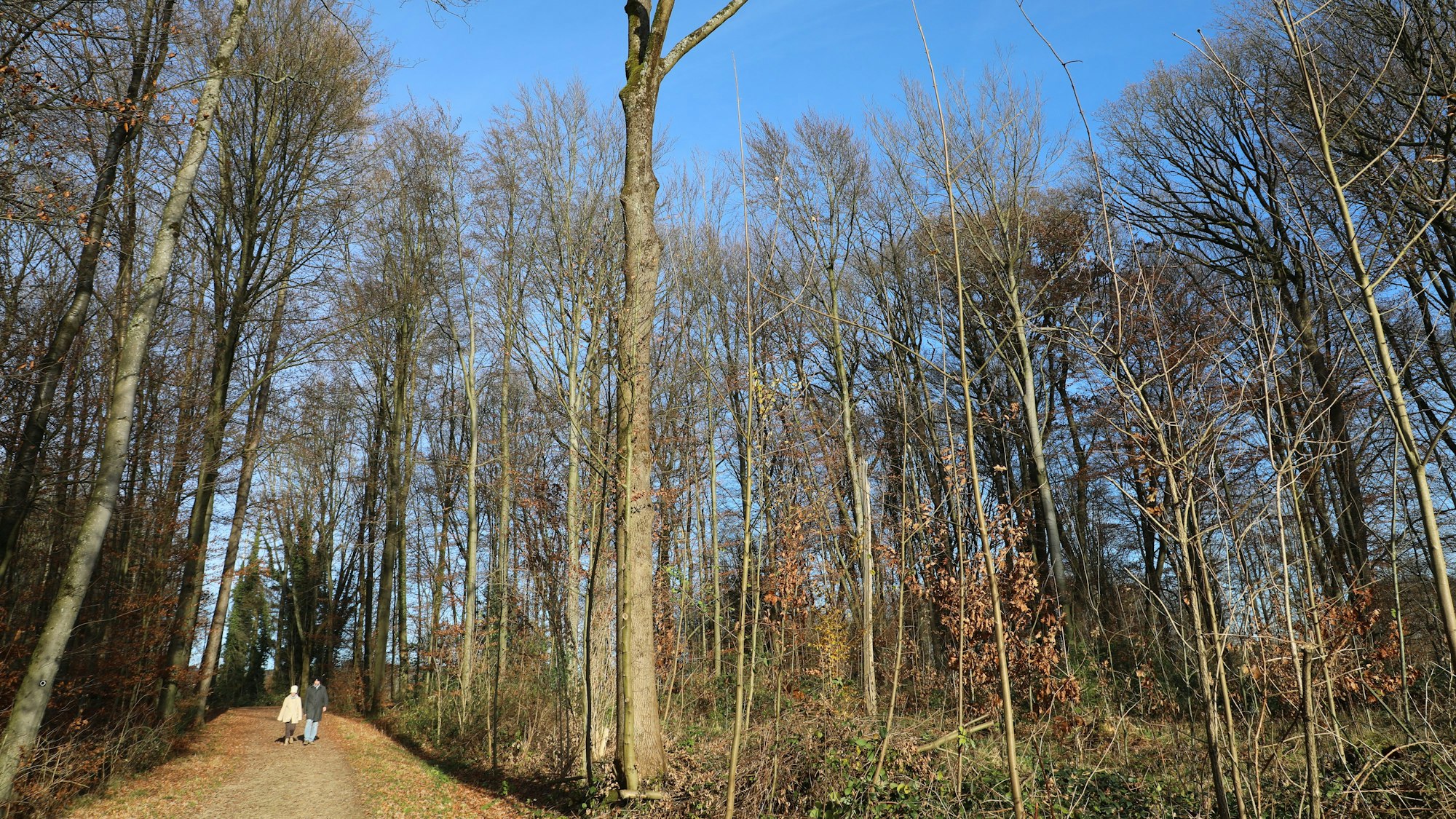 Zwei Menschen gehen durch einen winterlichen Wald. Durch die Bäume ist blauer Himmel zu sehen.