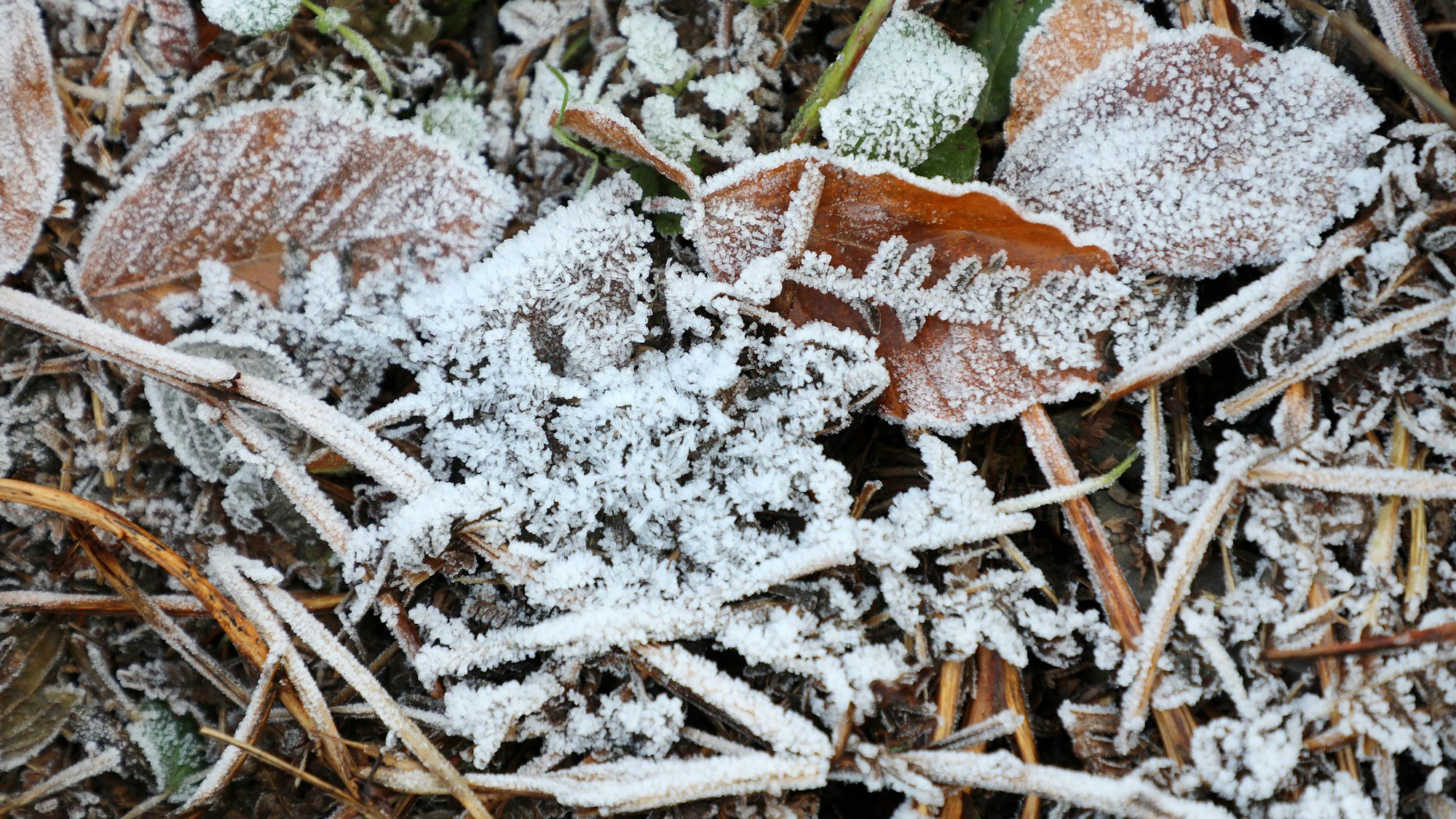 Blätter und Gräser mit Raureif sind bei Bergisch Gladbach-Moitzfeld zu sehen.