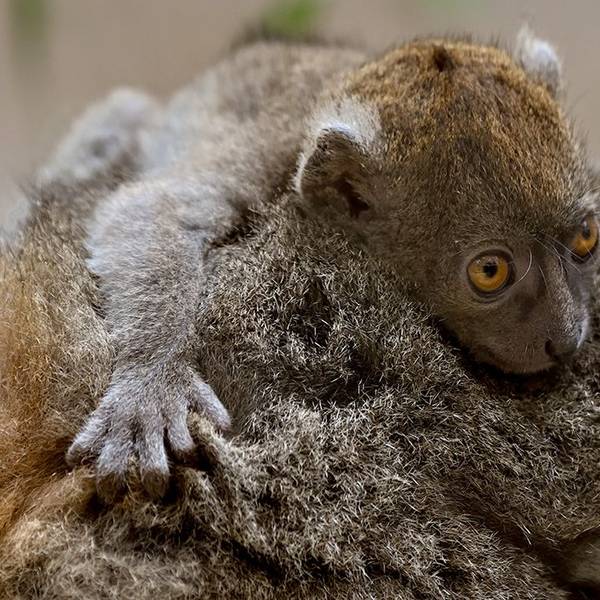 Nachwuchs bei den Bambuslemuren im Kölner Zoo